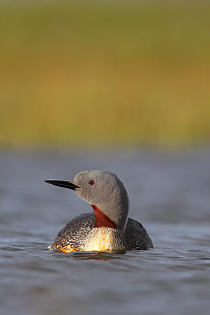 Red-throated Diver