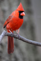 Northern Cardinal