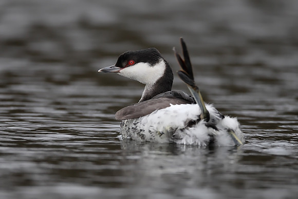 Slavonian Grebe