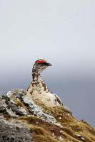 Ptarmigan