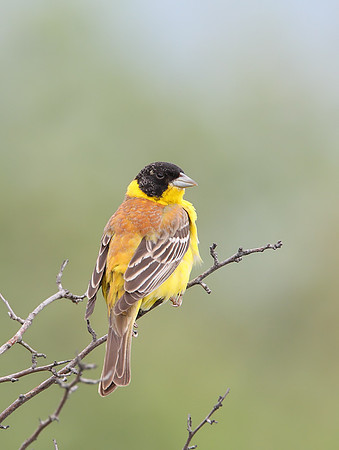Black-headed Bunting