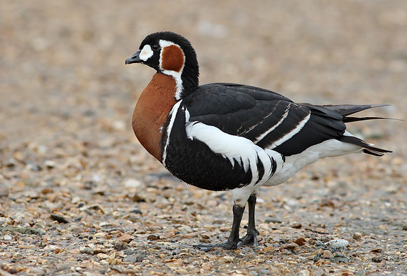 Red-breasted Goose