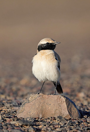 Desert Wheatear