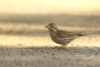 Cassin's Finch
