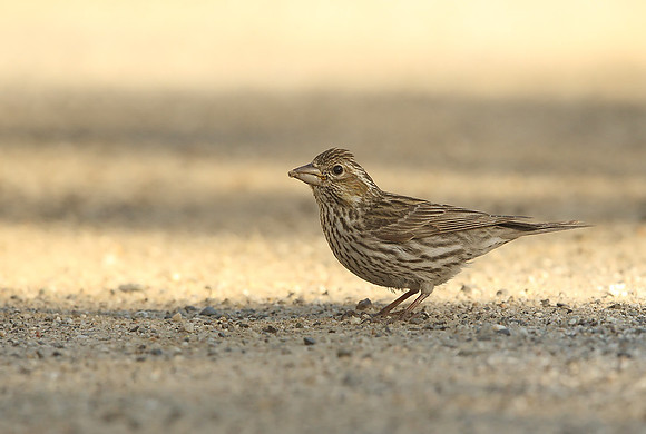 Cassin's Finch