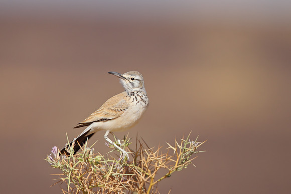 Hoopoe Lark