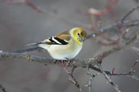 American Goldfinch