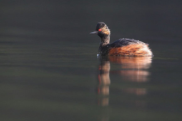 Black-necked Grebe