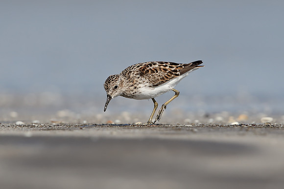 Least Sandpiper