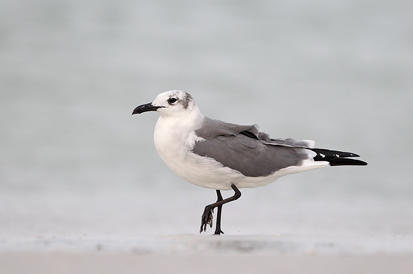 Laughing Gull