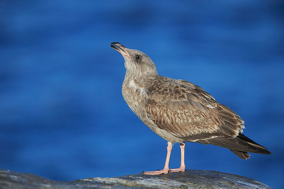 Western Gull