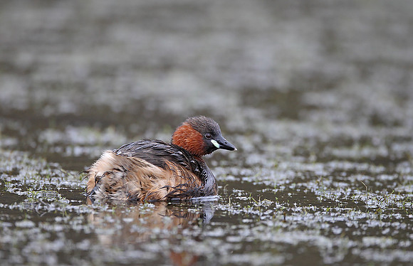 Little Grebe