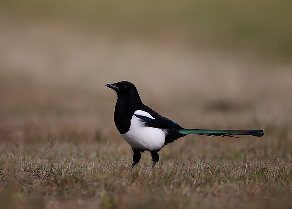 Magpie