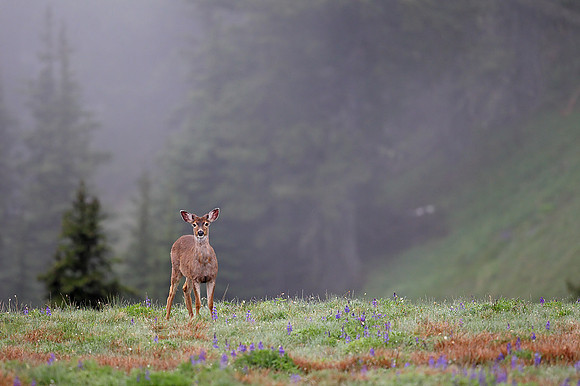Mule Deer on Hurricane Ridge