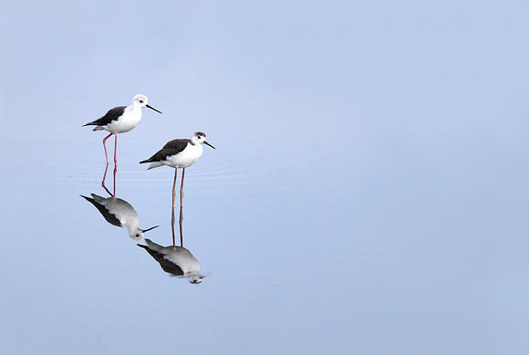 Black-winged Stilt