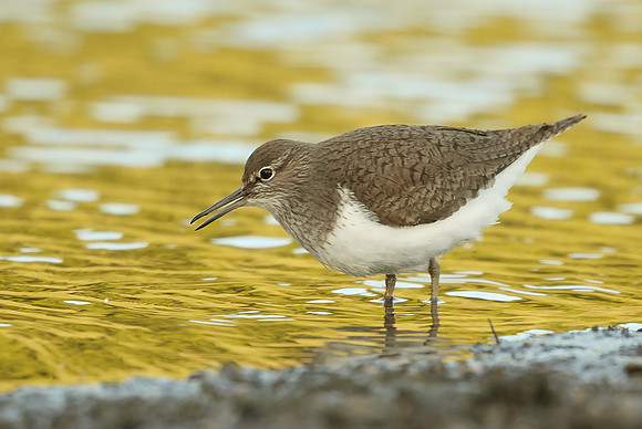 Common Sandpiper
