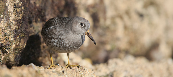 Purple Sandpiper