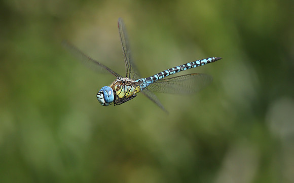 Southern Migrant Hawker