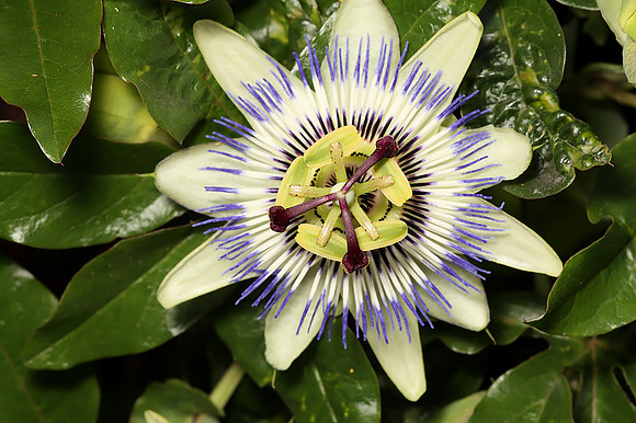 Passion Flower