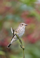 Flycatchers
