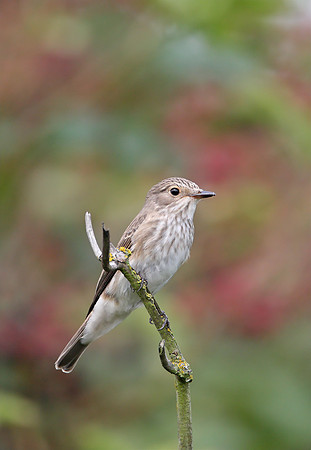 Spotted Flycatcher