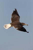 Sooty Gull