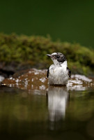 Collared Flycatcher