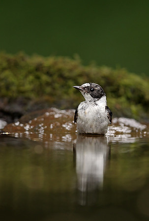 Collared Flycatcher