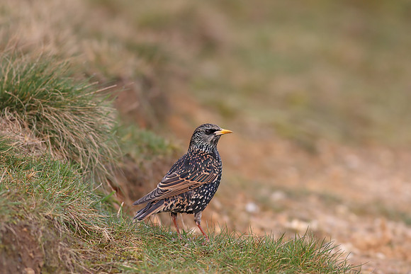 Starling