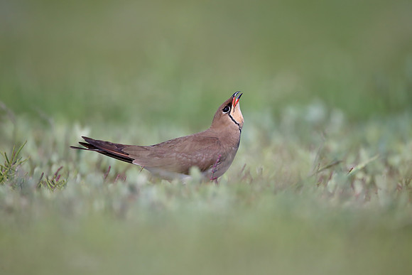 Collared Pratincole