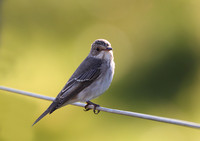 Spotted Flycatcher