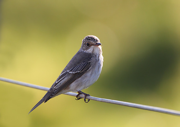 Spotted Flycatcher