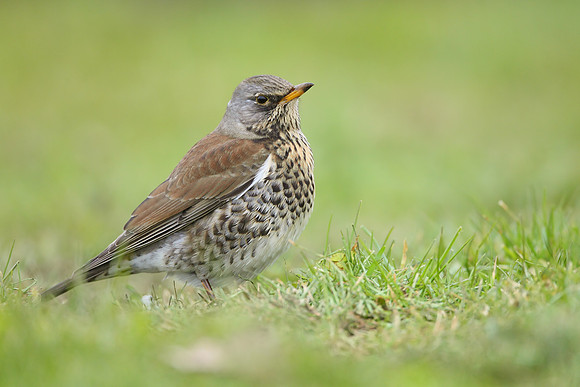 Fieldfare