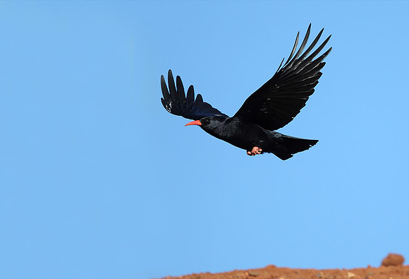 Chough