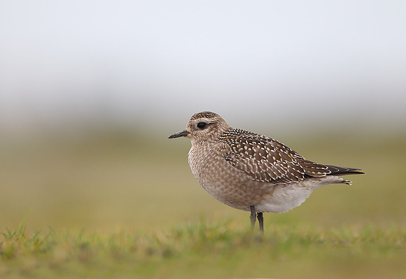 American Golden Plover