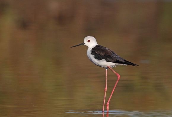 Black-winged Stilt