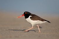 American Oystercatcher