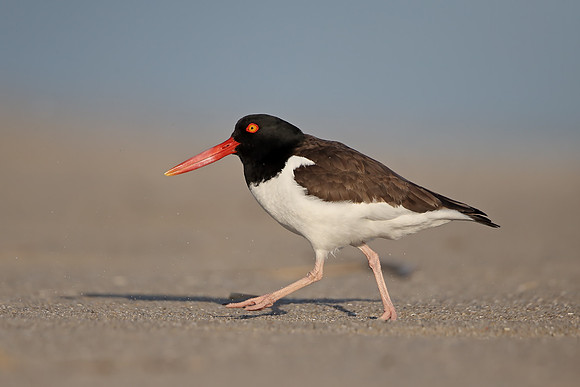 American Oystercatcher
