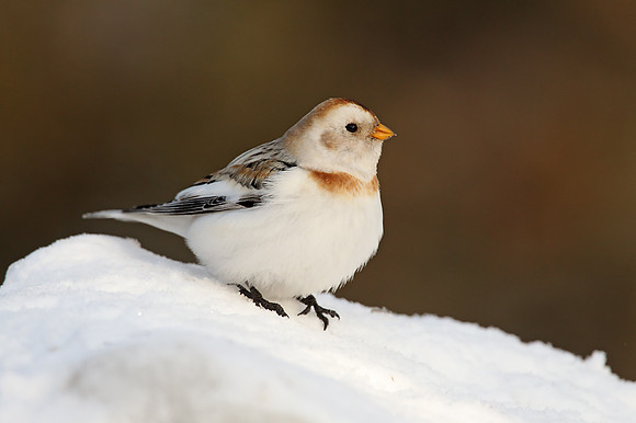 Snow Bunting