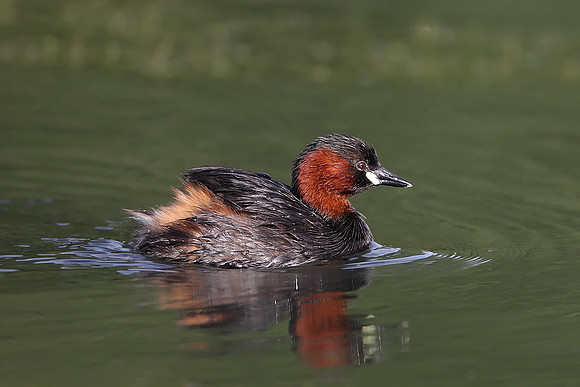Little Grebe