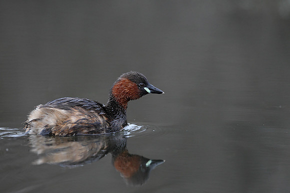 Little Grebe
