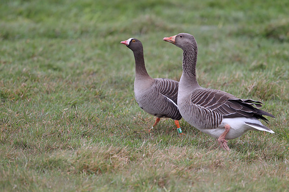Lesser White-fronted Goose