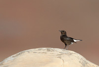 Black Wheatear