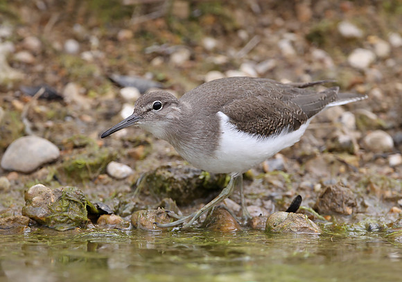 Common Sandpiper