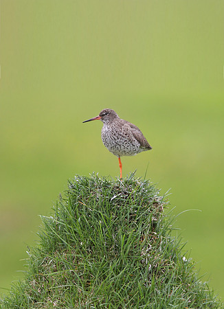 Redshank