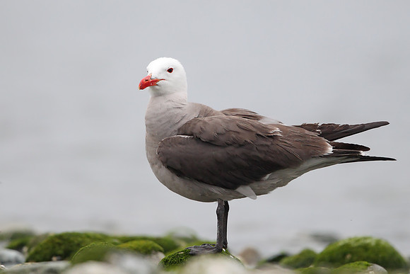 Heermann's Gull