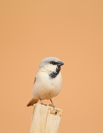 Desert Sparrow