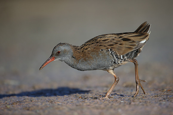 Water Rail