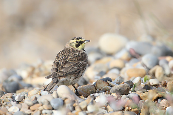 Shore Lark
