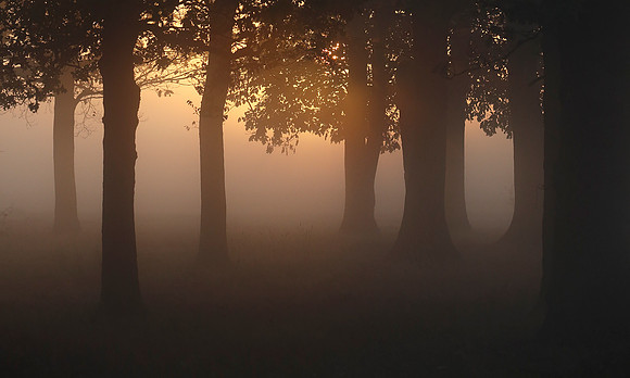Sunbeams on Wanstead Flats